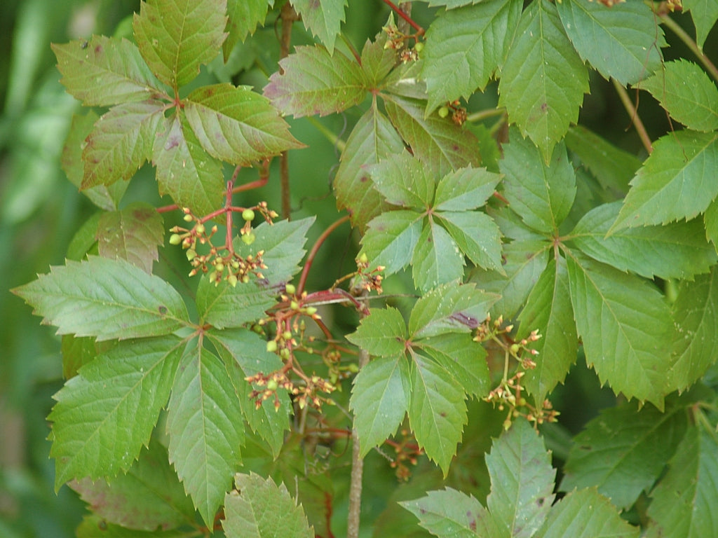 Virginia Creeper #01