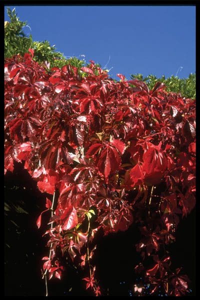 Virginia Creeper #01