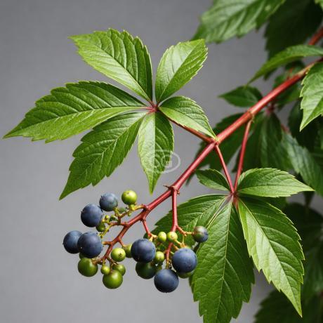 Virginia Creeper #01