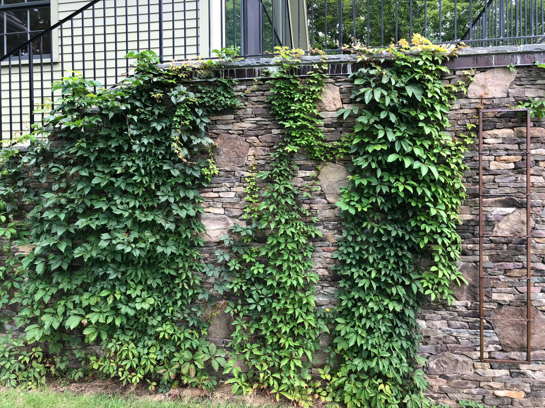 Virginia Creeper #01