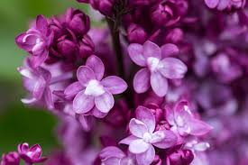 Virtual Violet Lilac (FE) 2 TRUE