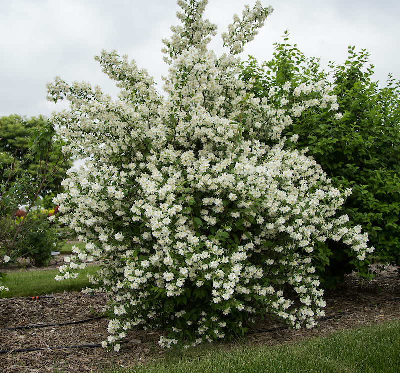 Waterton Mockorange #02