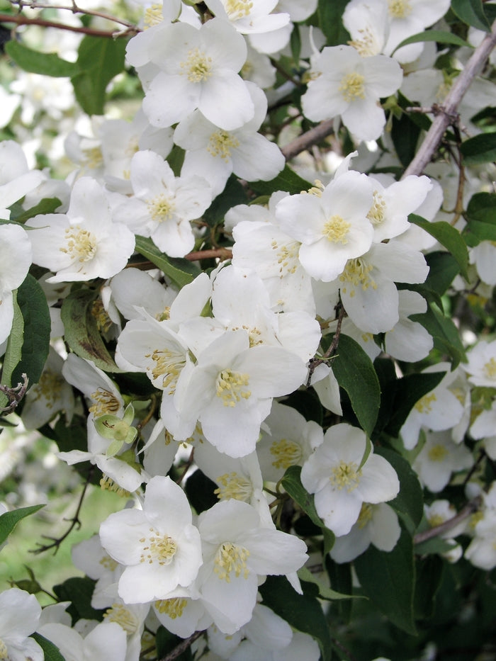 Waterton Mockorange #02
