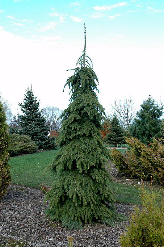 Weeping White Spruce #05