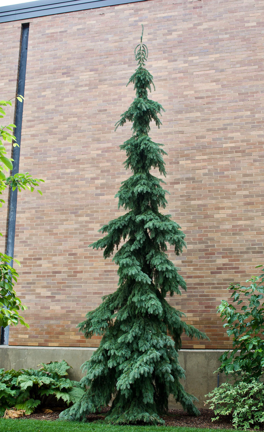 Weeping White Spruce #05