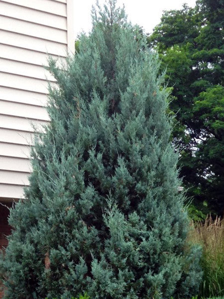 Wichita Blue Juniper