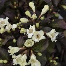 Wine & Spirits Weigela (PW) 8 INCH